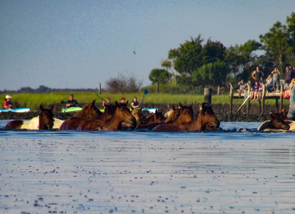 The first crossing during the Chincoteague Pony Swim