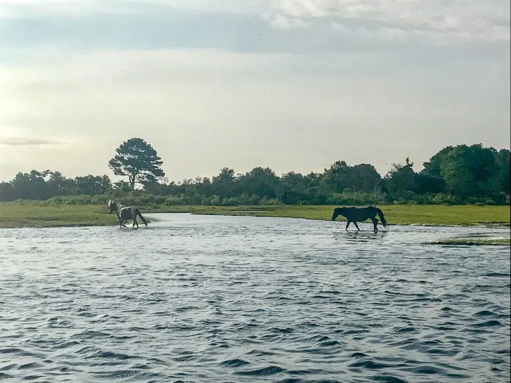 This view is why a sunrise cruise is one of the best things to do in Chincoteague.