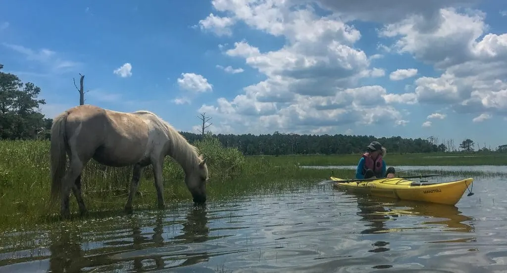 The best way to see the wild Chincoteague horses is by an eco-kayak tour. Just look at how close we were to this beautiful animal! 