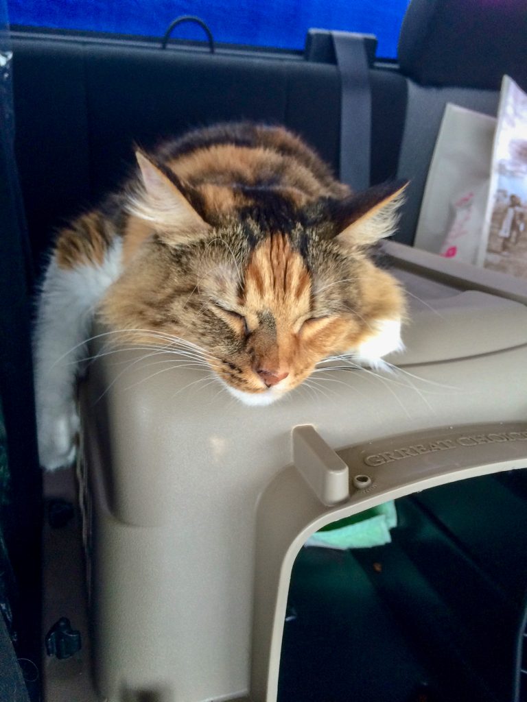 Moving cross country with cats can be hard work, but we have perfected the art of making our cat comfortable to enjoy these long road trips.