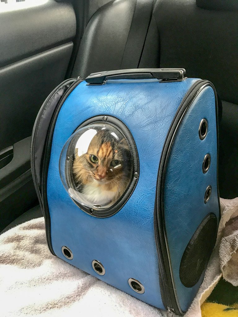 How to travel with a cat in a car? Pack a cat backpack as a cat carrier. It is a great alternative to the kennel because you can easily take your cat out during pit stops. 
