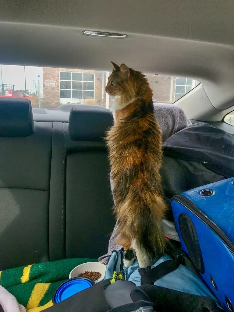 Traveling with cats in a car long distance does not need to difficult. Just make sure you know what your cats needs and wants. For us, Tira loves to roam around and look out the window.