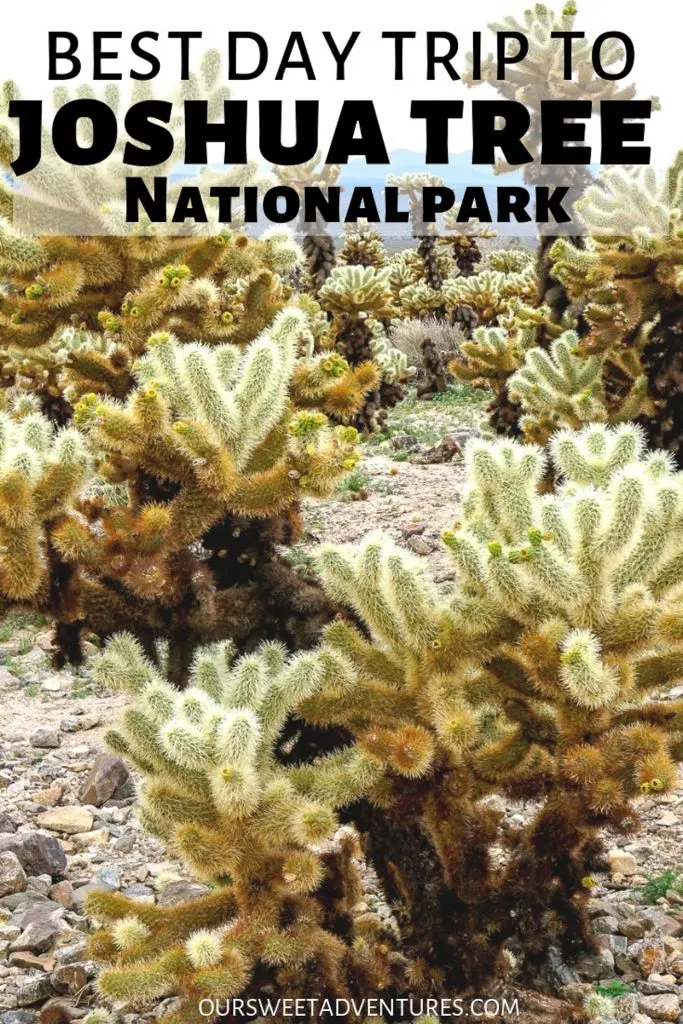 Close up photo of cholla cactus with text overlay "Best Day Trip to Joshua Tree National Park".