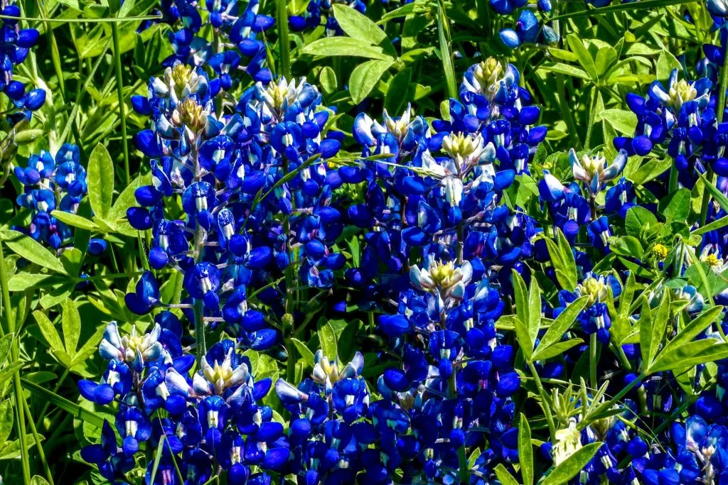 Close up on the Texas state flower, bluebonnet in Ennis. 