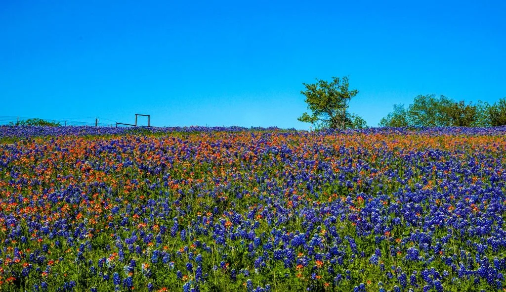 A vast field full of red wildflowers and the Texas bluebonnet. 