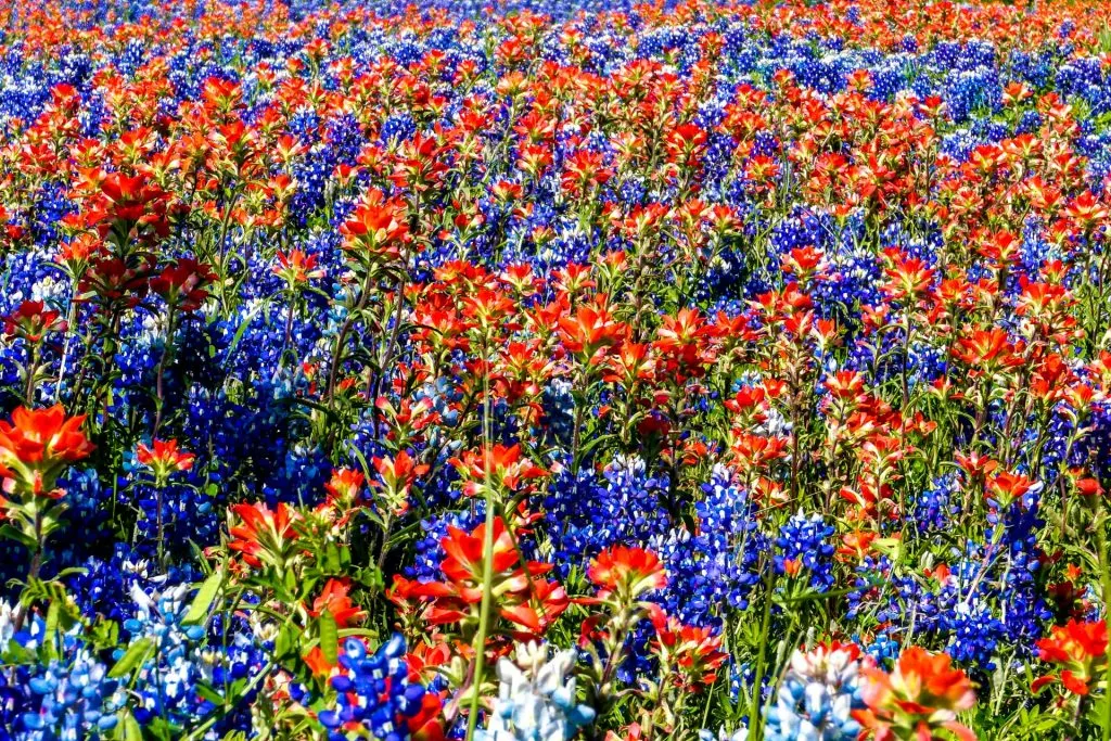 A close up on red wildflowers and bluebonnets on the Ennis Bluebonnet Trail.