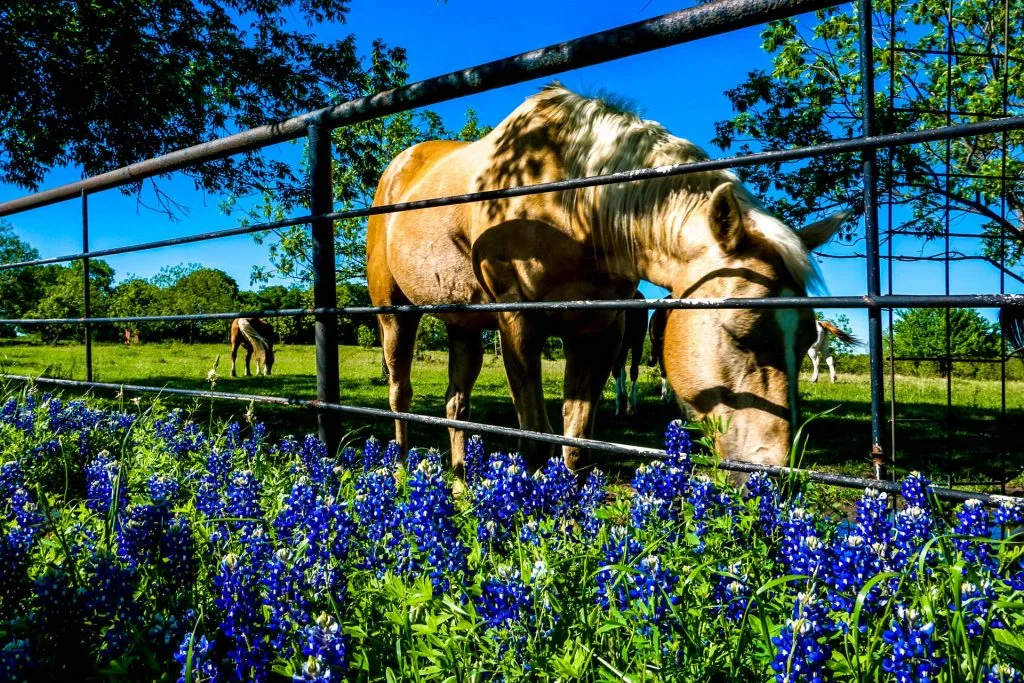 A horse near a metal fence getting a drink of water with a close up on bluebonnets.