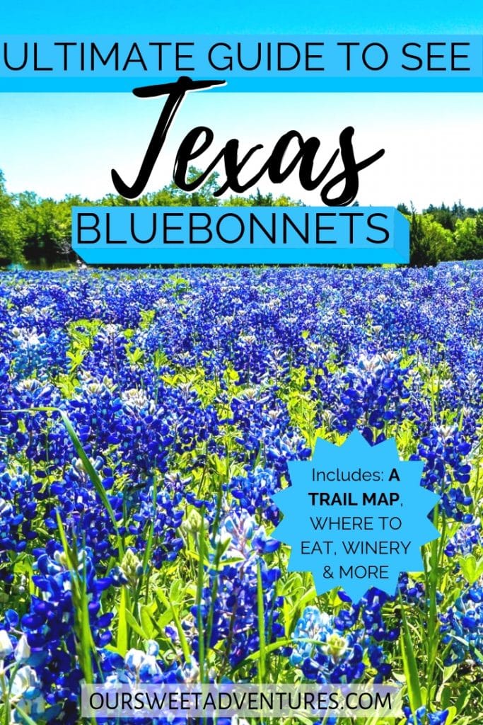 A field of bluebonnets with text overlay "Ultimate Guide to See Texas Bluebonnets"