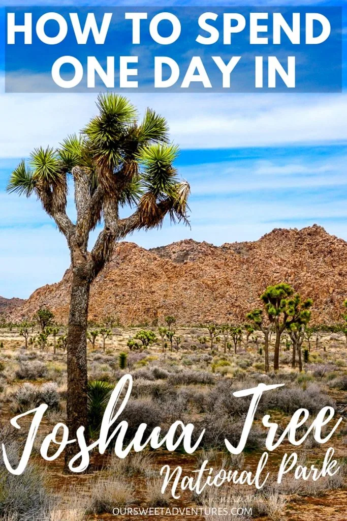 A photo with a tall Joshua tree on the left side and several more in the background with text overlay "How to Spend One Day in Joshua Tree National Park". 