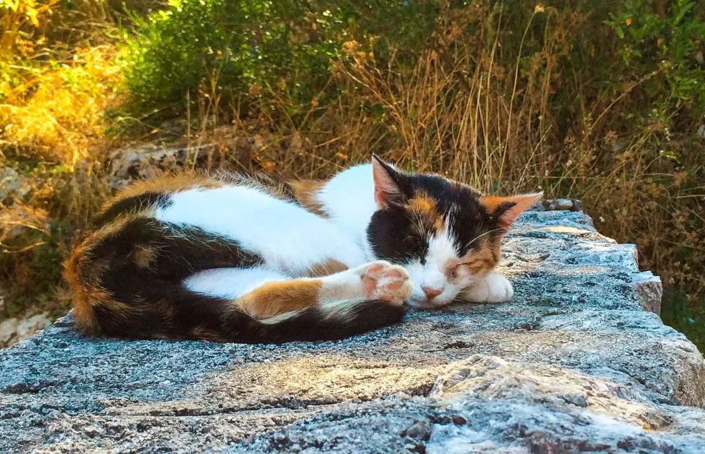 A calico cat with the colors white, black and orange sleeping on a stone wall in Kotor.