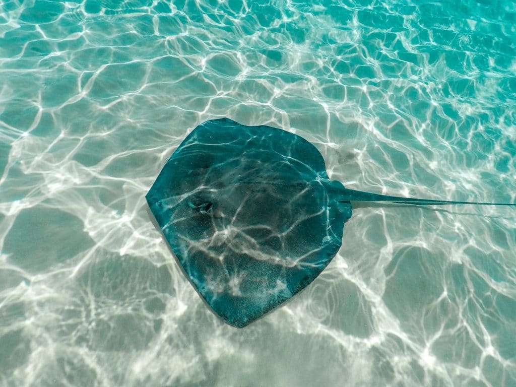 A giant stingray swimming in the sand bar at Stingray City.