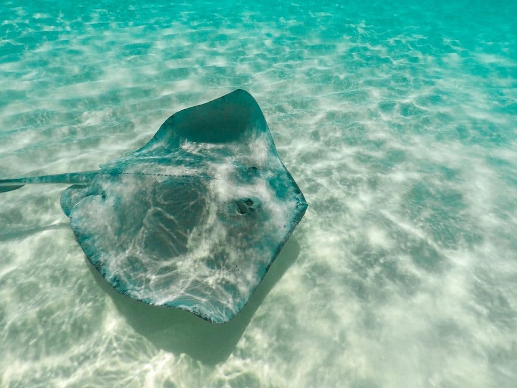 A female stingray swimming on the shallow waters of the Grand Cayman.