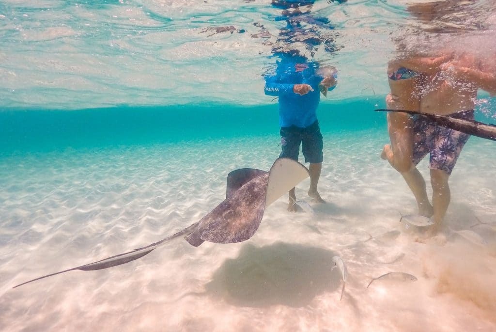 A stingray swimming up to greet people in Stingray City.