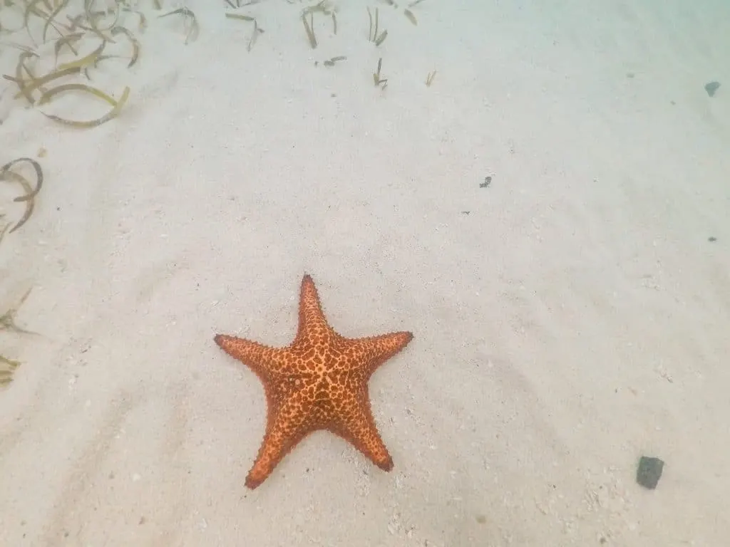 An orange starfish on white sand in the ocean.