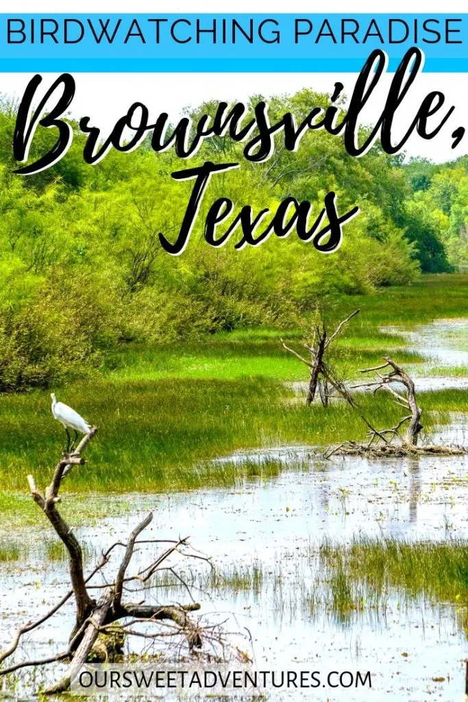 A photo of a white crane perched on wood in the middle of a valley. Text overlay "Birdwatching paradise Brownsville, Texas".