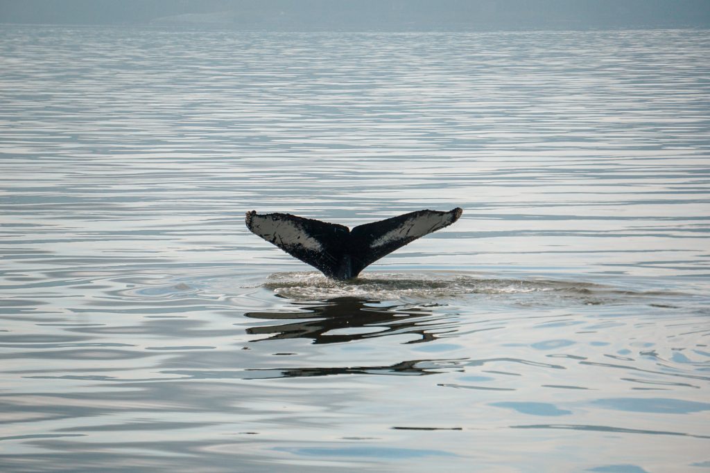 A humpback whale tail breaching the water - an experience you cannot miss in your 3 days in Vancouver itinerary. 