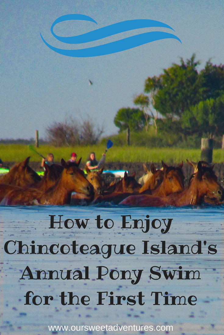 A Guide to Enjoying the Chincoteague Pony Swim