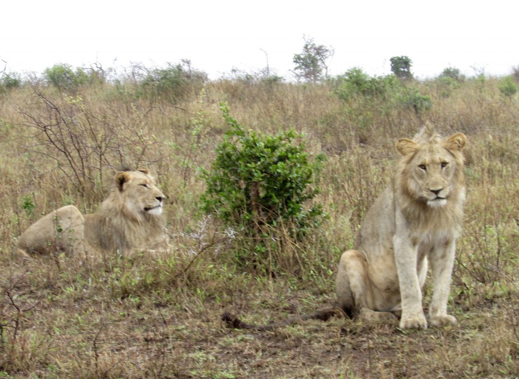 young adult lion brothers at Phinda Private Game Reserve