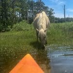 Look how close we were to the Chincoteague wild pony during our kayak eco tour!