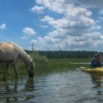 The best way to see the wild Chincoteague horses is by an eco-kayak tour. Just look at how close we were to this beautiful animal!