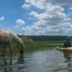 The best way to see the wild Chincoteague horses is by an eco-kayak tour. Just look at how close we were to this beautiful animal!