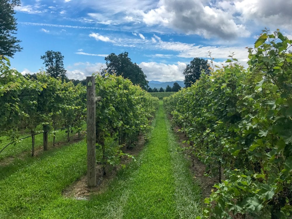 The Best Charlottesville Wineries on the Monticello Wine Trail