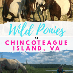Did someone say wild ponies?!?! Yes, you can see Chincoteague's famous wild ponies by cruise, kayak, or during the annual pony swim! It is an experience you cannot miss. #Virginia #Chincoteague #WildPonies #Pony #EastCoast