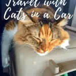 It is not easy to travel with cats in a car. You must know what they need and want. Through trial and error, I have found the PURRFECT way to travel with cats in a car long distance. I have everything you need to know including what to pack, hotels to pick and more.