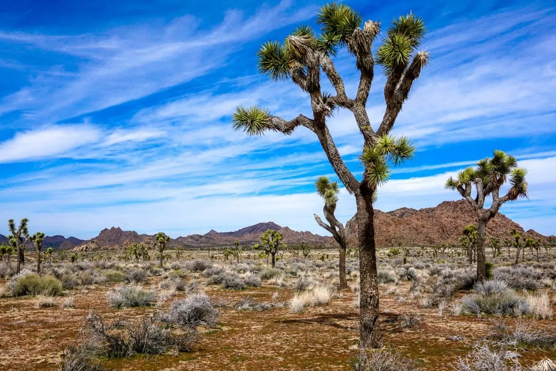 A picturesque photo of a large Joshua tree in the front with several more in the background.