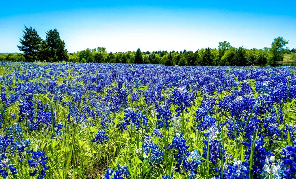 A vast field full of Ennis bluebonnets during a bright sunny day on the Ennis Bluebonnet Trail in Texas.
