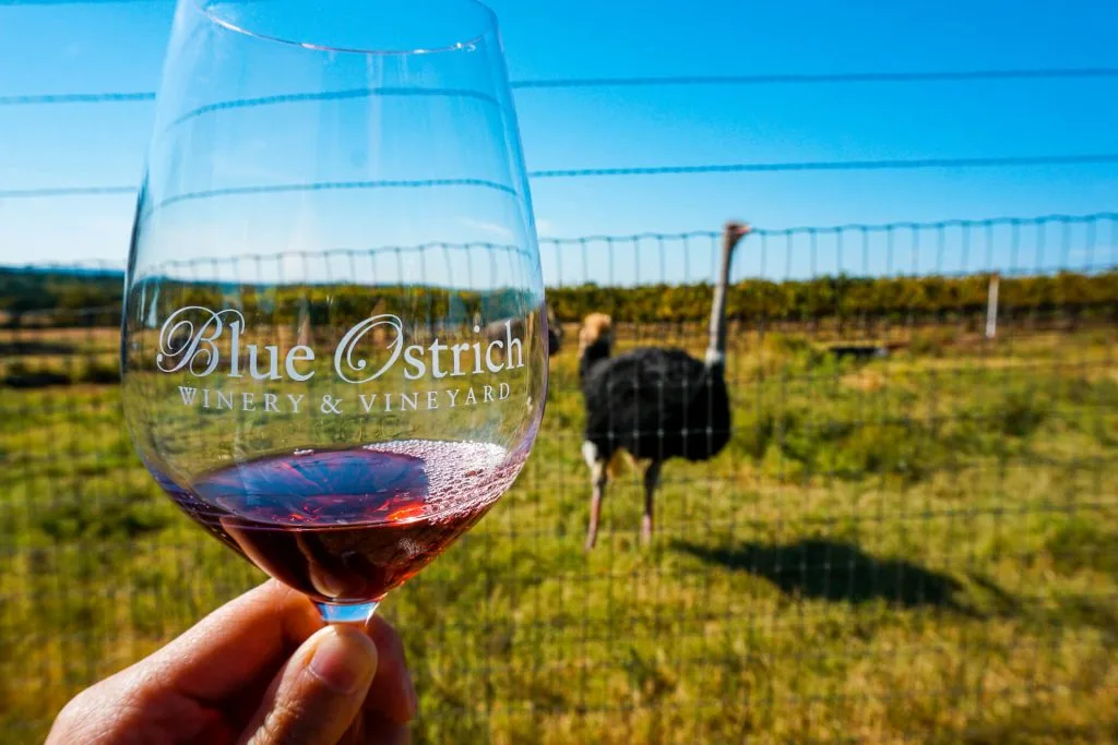 A glass of red wine from Blue Ostrich with an ostrich in the background.