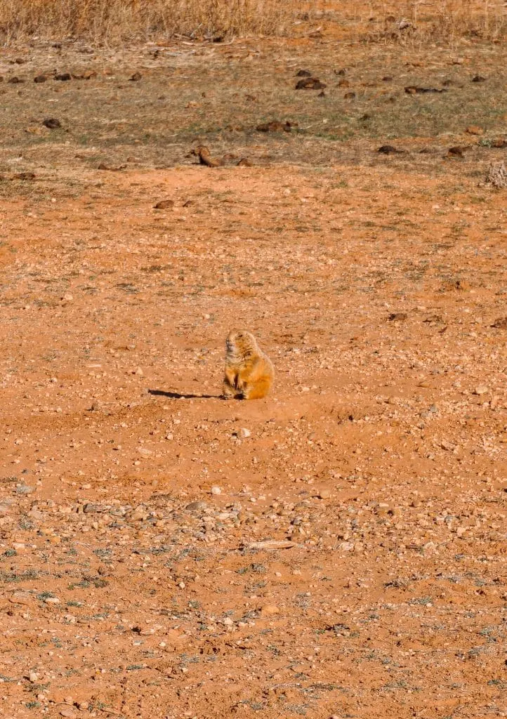 A prairie dog looking around while standing on two legs. Viewing the prairie dogs is one of the best things to do in Caprock Canyons State Park.