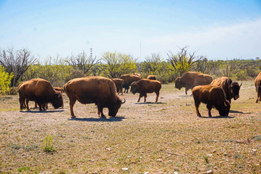 Official Texas State Bison Herd at San Angelo State Park. Encountering the herd is one of the best things to do in San Angelo.