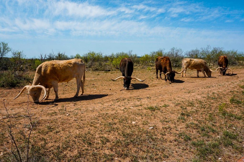 The Official State of Texas Longhorn Herd at San Angelo State Park.