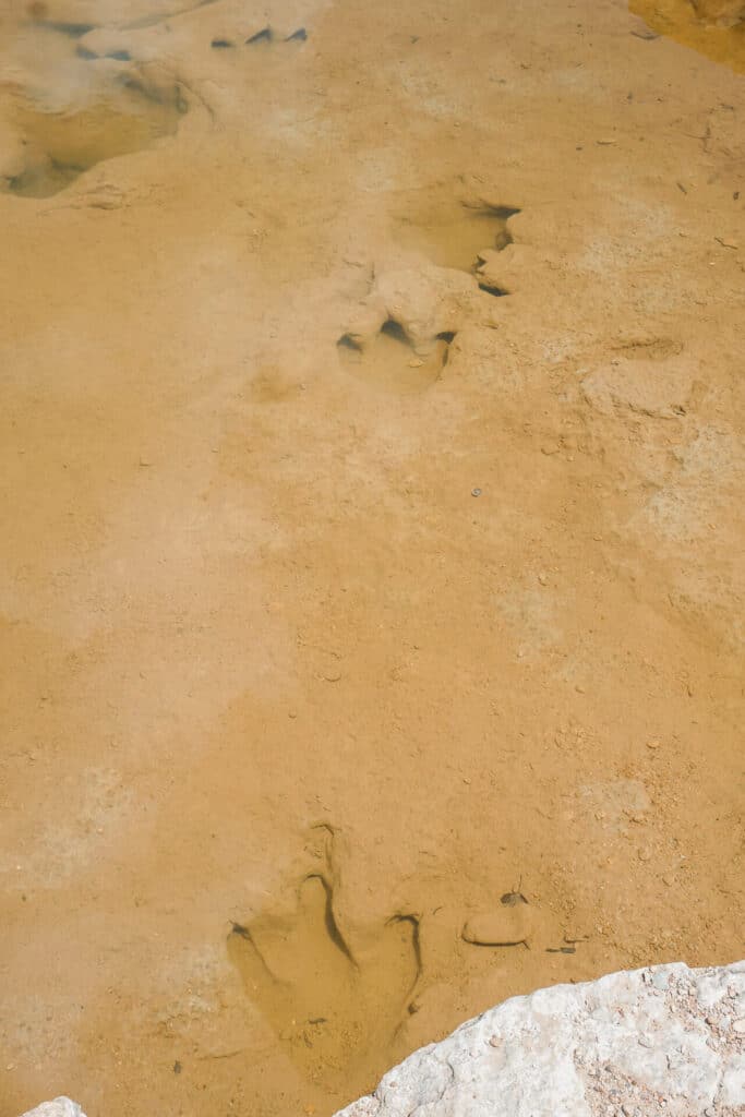 One of the best things to do in Glen Rose is find dinosaur tracks (as shown in the picture). These tracks are in the Paluxy River at Dinosaur Valley State Park.