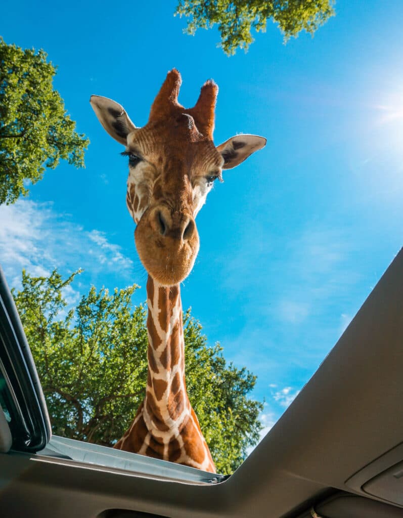 A giraffe looking down into a sunroof.