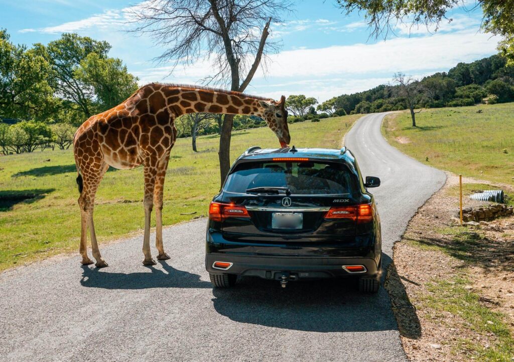 A giraffe eating food from a car at Fossil Rim - one of the best things to do in Glen Rose, Texas.