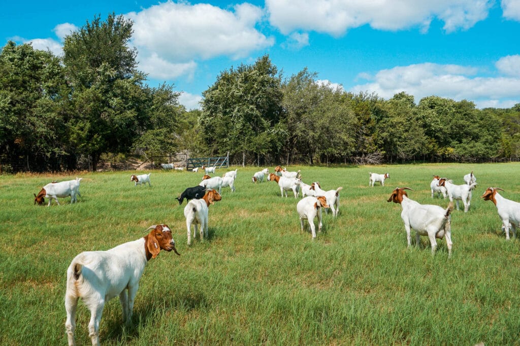 Goats roaming a green grassy field in Glen Rose, Texas.