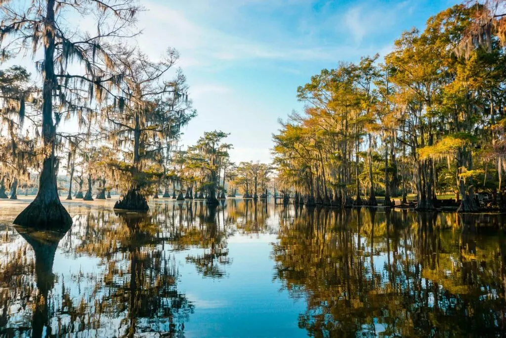 Golden hour hitting the bald cypress trees at Caddo Lake.
