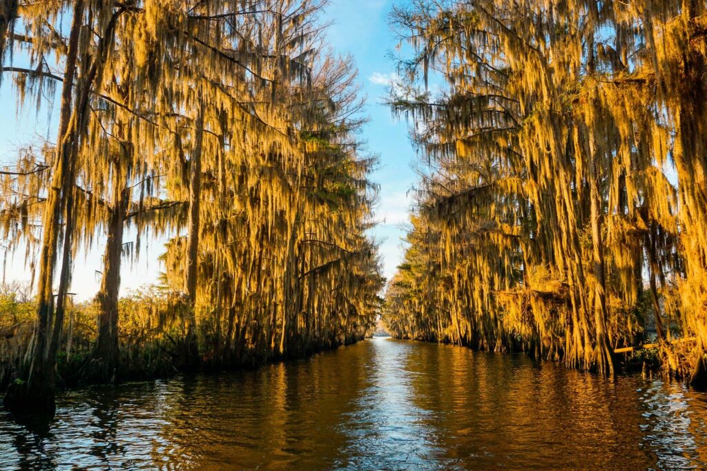 Golden hour hitting the bald cypress trees at Caddo Lake in the 
