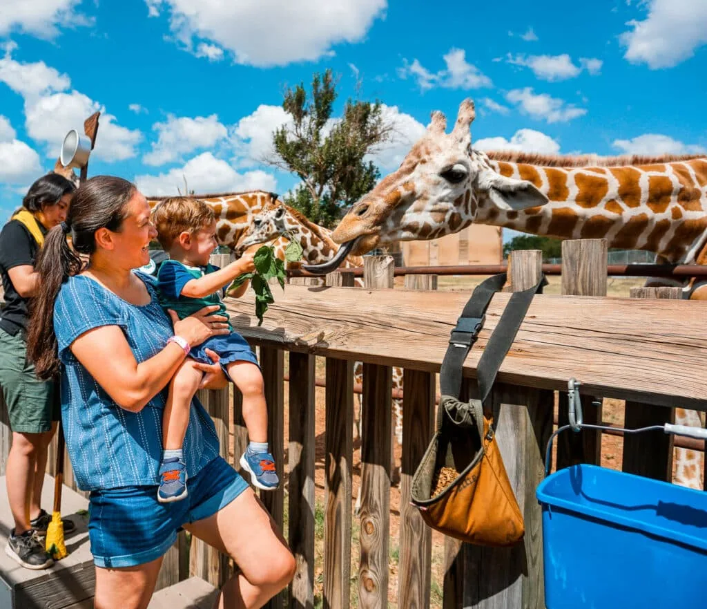 A mom and her son feeding a giraffe at the Oklahoma City Zoo - one of the best things to do with toddlers.