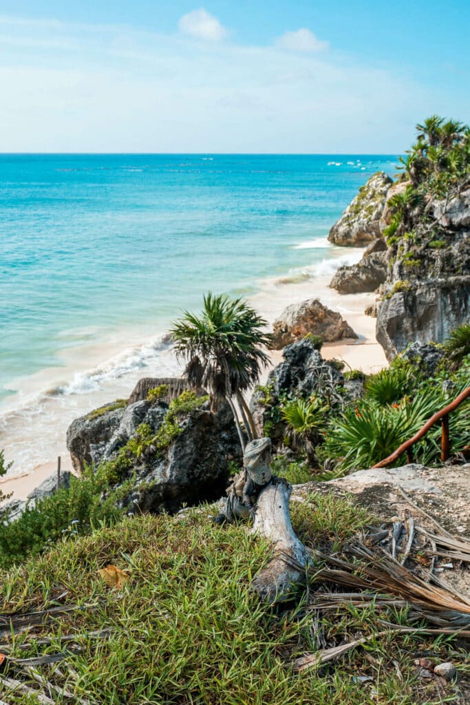 An iguana perched on the coastline at the Tulum Ruins
