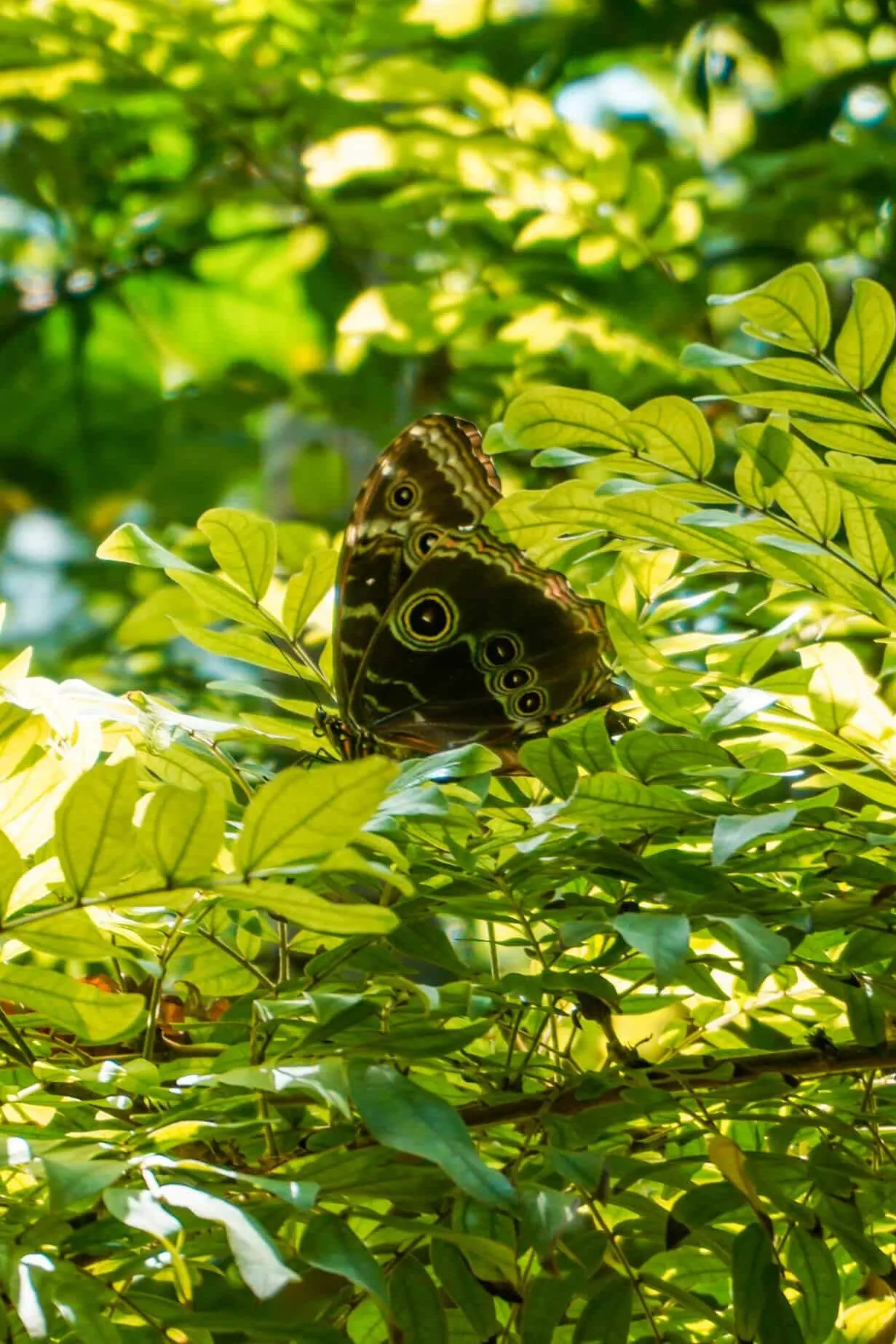 A butterfly sitting on a lush branch at Texas Discovery Gardens.