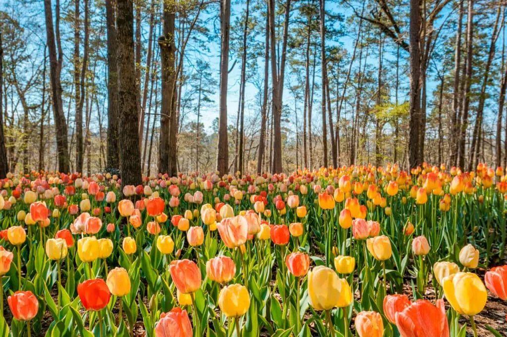 A field of coral and yellow tulips at Garvan Woodland Gardens.
