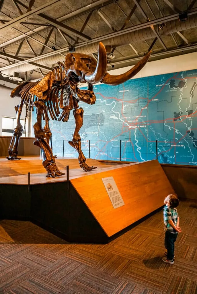 A toddler boy looking up at a mammoth skeleton at Mid-America Science Museum - one of the best things to do in Hot Springs with kids.