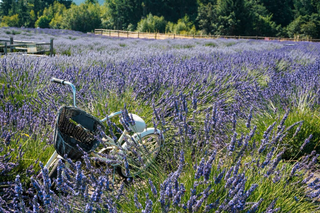 A cute bike in a field of lavender from Hood River Lavender Farms - one of the best stops on the Hood River Fruit Loop.