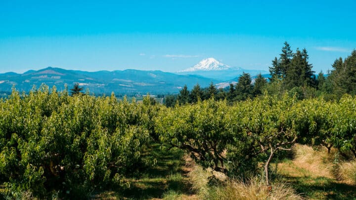 The Best Stops on the Hood River Fruit Loop – A Complete Guide