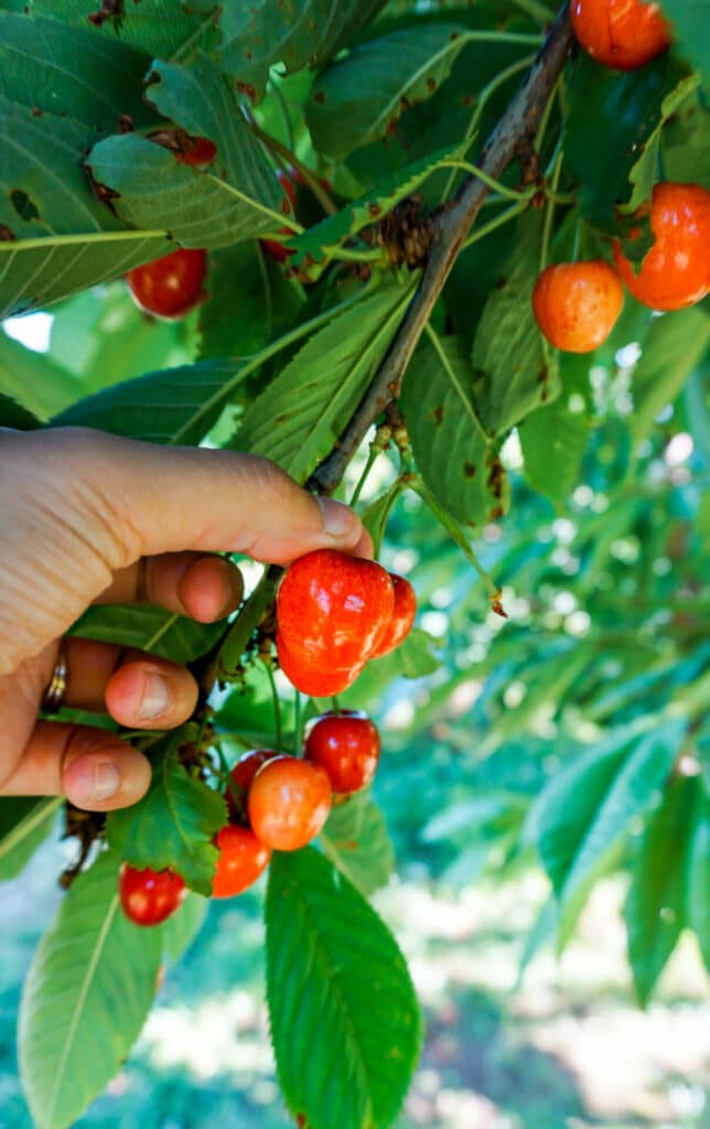 A hand picking red cherries from a tree.