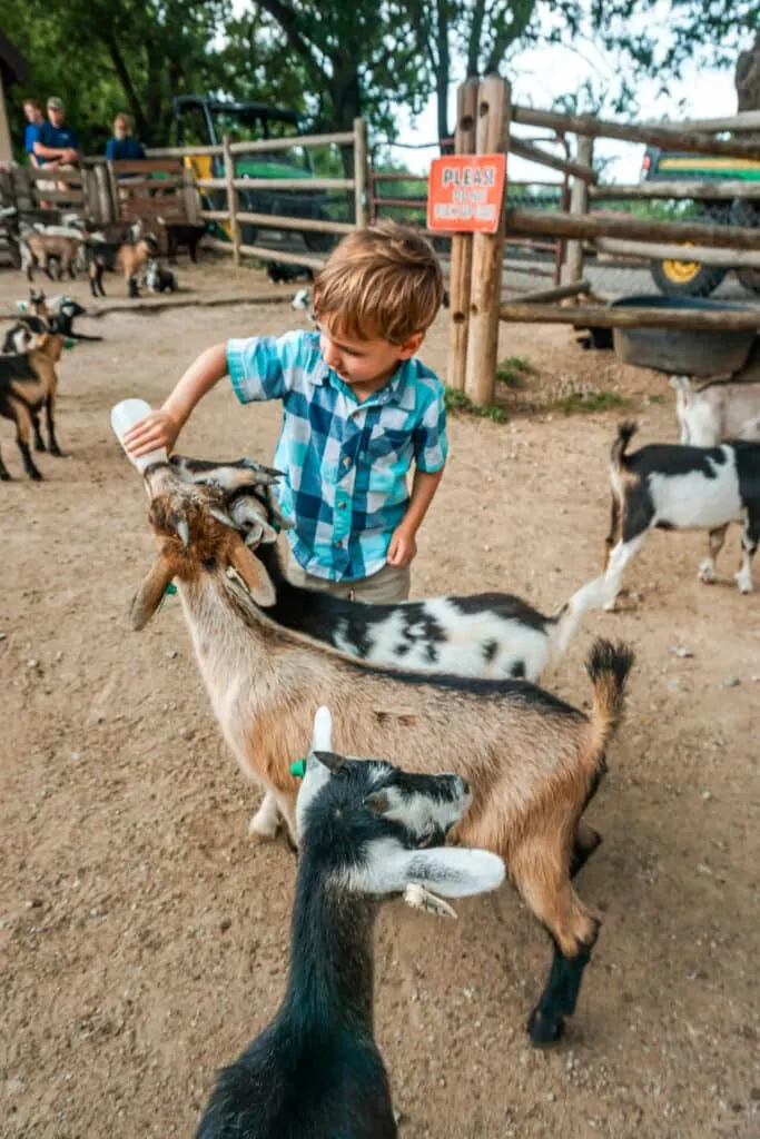 A young boy bottle feeding baby goats at Grant's Farm - one of the best things to do in St. Louis with toddlers.
