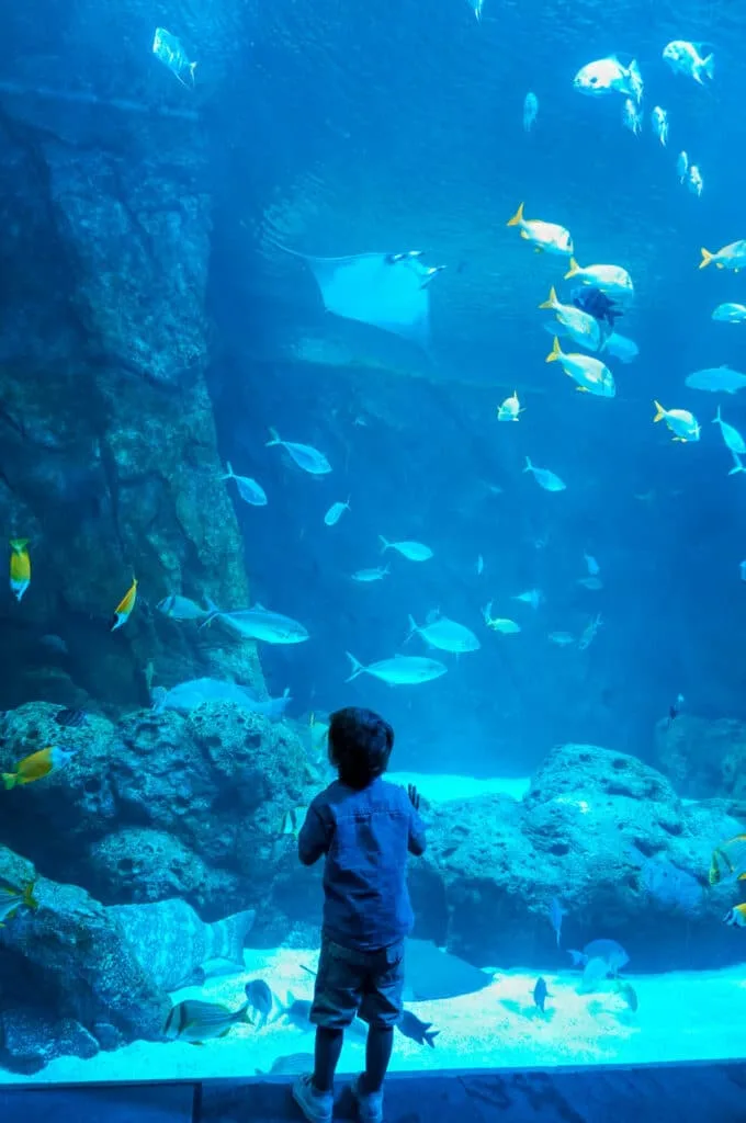 A boy looking at fish and sting ray through a glass tank at the St. Louis Aquarium - one of the best things to do in St. Louis with toddlers.